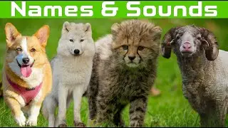 Animals Names and Sounds: Dog, cat, goat, elephant, cow, lion, tiger, monkey, sheep