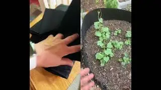 #duet Bigger Bags for Potatoes #fabricbag #potatotoes #squash #plantingseeds