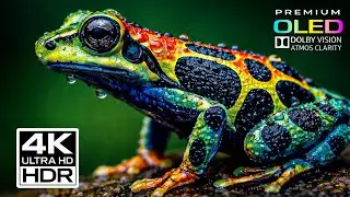 ULTRA DETAILED &mdash; Cinematic 4K Ultra HD HDR | Dolby Vision OLED (TV Demo)