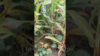 🌱 L'&eacute;longation... un probl&egrave;me !? #acs #agriculture #semisdirect #sd