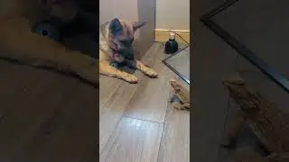 German Shepherd Dog And Her Pet Bearded Dragon  #gsd  #lizard