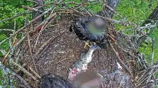 EP#451 #baldeagle Review birds in nest with nature #birdslovers #birdsounds #birdsnest #wildbirds