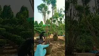 how to shifted Plants in big pots in Pakistan at pattoki nurseries #nature #ficus  #ficusplant