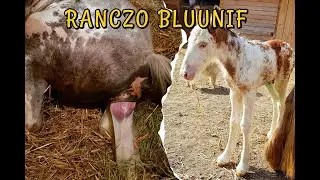 PORÓD KLACZY / WCZEŚNIAK SOMERSBY RB