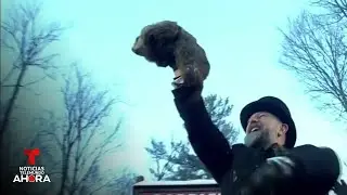 La marmota Phil sale de su madriguera para predecir si el invierno se alarga | Noticias Telemundo