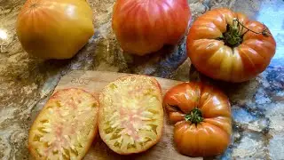 Hillbilly Heirloom Tomatoes - September 27, 2025