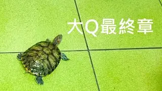 再見大Q🐢前往烏龜星球|【雙Q烏龜成長日記】