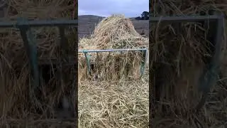 Она спрятала своего ягненка, как сокровище #farmvlog #EweLogic #CountryMoments