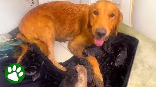 Abandoned Pregnant Dog Gives Birth Under Family's Home
