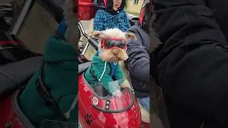 Dog Motorcycle Trike Ride - Funny Dogs and Animals Videos