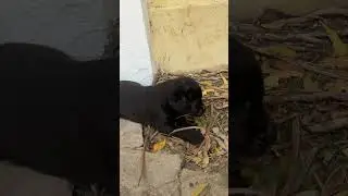 Labrador Puppies Being Hilariously Clumsy! 🐾😂