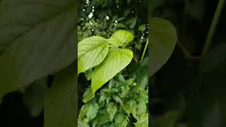 Mucuna Atropurpurea (कपिकच्छु) के अद्भुत फायदे | Benefits of Cowhage in Ayurveda #MucunaAtropurpurea