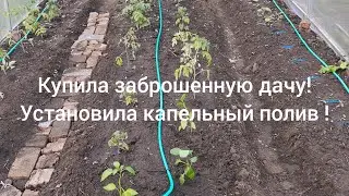 купила заброшенную дачу! установила капельный полив. посадила перцы!