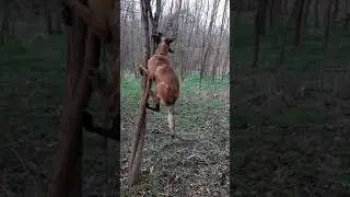 Dresura belgijskog ovcara-malinoa