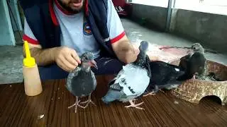 Elle yavru güvercin besleme подача ребенок голубиный- baby pigeon feed - Hand pup Tauben fütterung