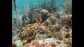 Keys Largo Diving with Amoray Dive Center