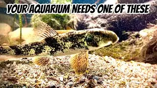 You should have a Northern Hogsucker in your tank and here&rsquo;s why: N. Hogsucker Captive Care Pt. 1