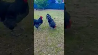blue Australorp chickens 🥰 #shorts #ytshorts #trending #youtubeshorts #blueaustralorp