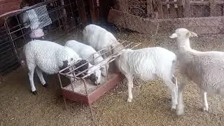 C&oacute;mo quitar una diarrea mec&aacute;nica 👌🏼 en mis borregas