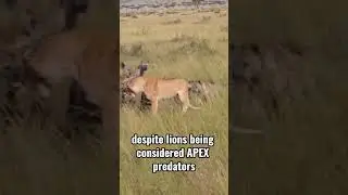 Bitter Rivalry: Lions and Hyenas Clash for Supremacy in African Grasslands #lions #nature #ytshorts