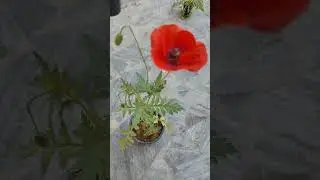 poppy plant #shorts