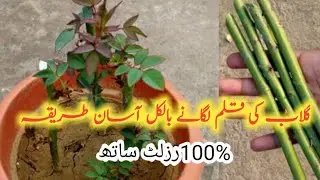 Gulab Ki cutting lagane ka Aasan tarika,Gulab Ki Kalam Kaise lagaen