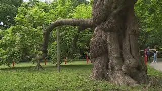 St. Louisans celebrate 'Keebler Elf Tree' in Tower Grove Park before removal
