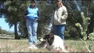 Sheepherding 101