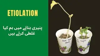 Etiolation - Abnormal growth of seedlings
