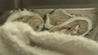 Two more dead after Louisiana oysters linked to flesh-eating bacteria