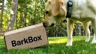Stella's First BarkBox