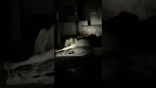 editinglion hunting in gir somnath live