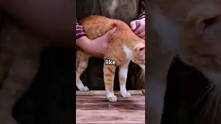 cat 101: a cats reverse psychology on humans #catfacts