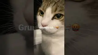 Grumpy cat🤬🐈