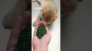 Satisfying ASMR Beads Rain with Magic Cat LEO 🐱💫 | Relaxing Short Video #asmr #cat #shorts #kitten