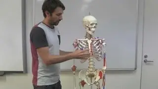 The Axial and Appendicular Skeleton