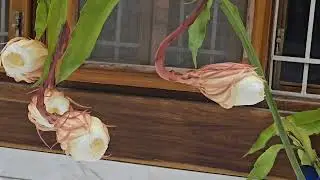 Brahma kamal Blooming..This flower's beauty and smell always mesmerize me. Feeling blessed as always