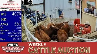 North Arkansas Cattle Prices LIVE | Heber Springs Sale Ring at Wilf&rsquo;s