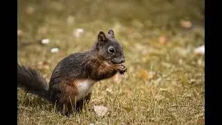 Squirrel Removal NJ