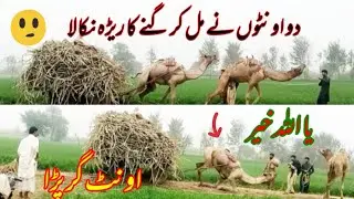 two camel Ne Milkar Reda nikala |اونٹ گر پڑا زیادہ وزن سے|very munda