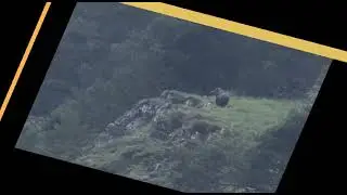 2025 Ours pyrenees