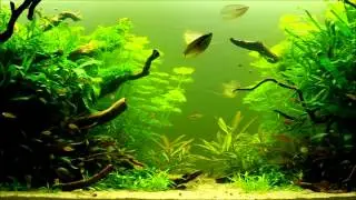 Danios choprae