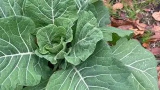 ☀️🥬First Collard Green Harvest!☀️🥬