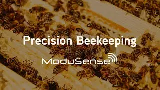 ModuSense Precision Beekeeping