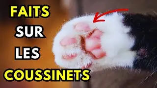09 SECRETS SURPRENANTS SUR LES COUSSINETS DES PATTES DE VOTRE CHAT