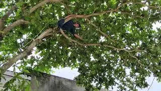 Cưa cây bàng siêu khủng, Gần nhà , Gần dây điện. Cưa cây kỹ thuật cao