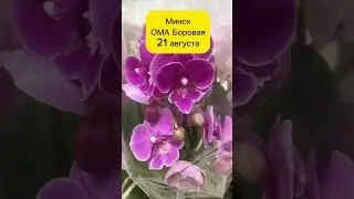 21 августа Привоз орхидей ОМА Минск Боровая #орхидеицветут #floweringplant #орхидеи #цветы