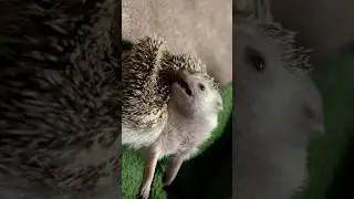 Cute Hedgehog Cleaning 🦔