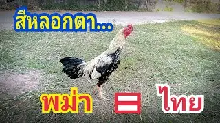 เลี้ยงไก่ยุค AI..ไม่มีคำว่าเป็นไปไม่ได้...ไปประกวดมองมุมไหนก็ว่าพม่า...สุดท้ายกลายเป็นไทยซะงั้น!!!.