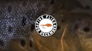 Five Flies for December 2019